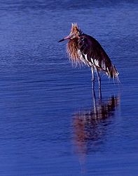 Reddish Egret