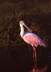 Roseate Spoonbill at Sunset