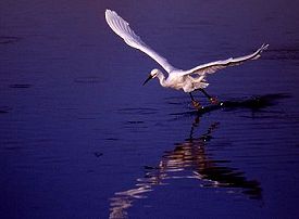 Snowy Egret Skim Fishing