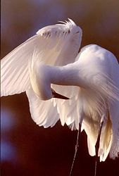 Snowy Egret Preening