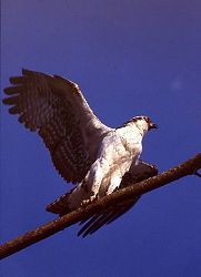 Osprey Balancing